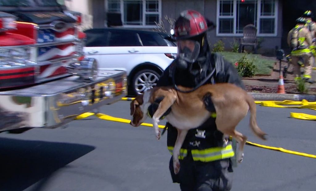 Dog Turns On Microwave - Sets Off Home Fire