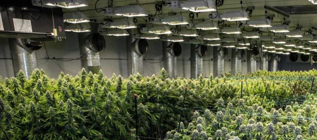 Fire Protection of Cannabis Growing and Processing Facilities